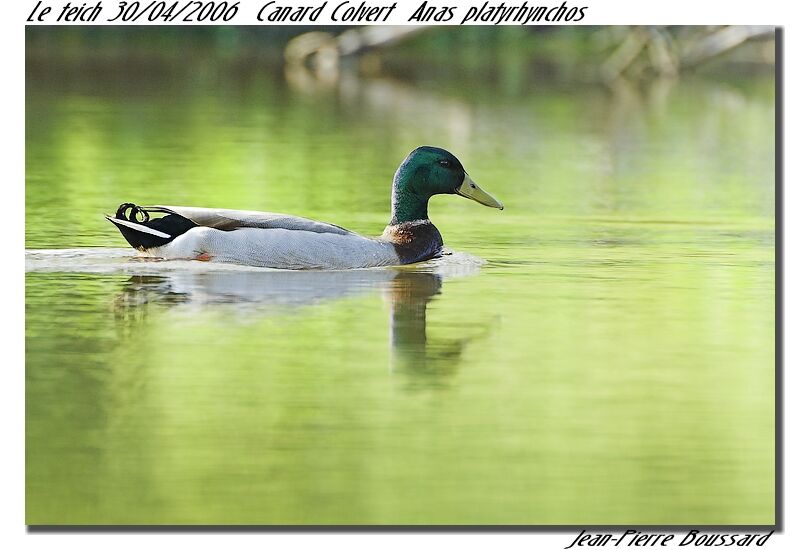 Canard colvert