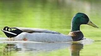 Canard colvert