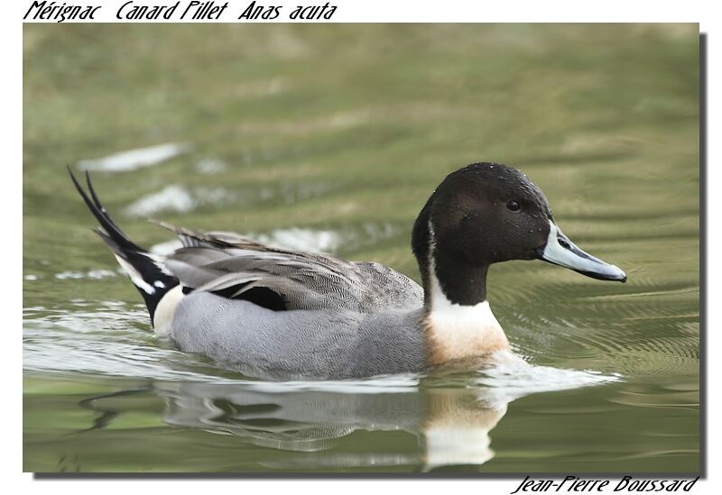 Canard pilet mâle adulte