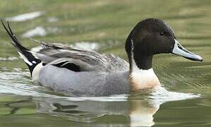 Northern Pintail