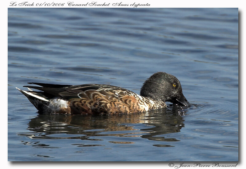 Northern Shoveler male adult