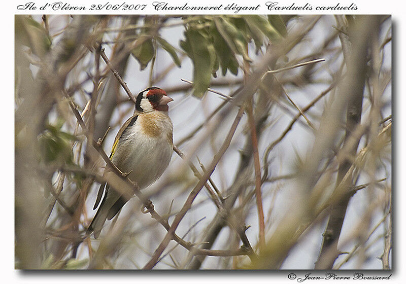 Chardonneret élégantadulte nuptial