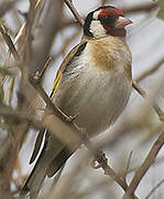 Chardonneret élégant