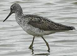 Common Greenshank