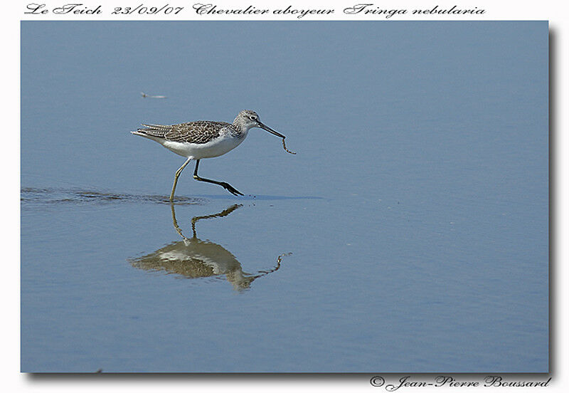 Common Greenshank