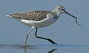 Common Greenshank