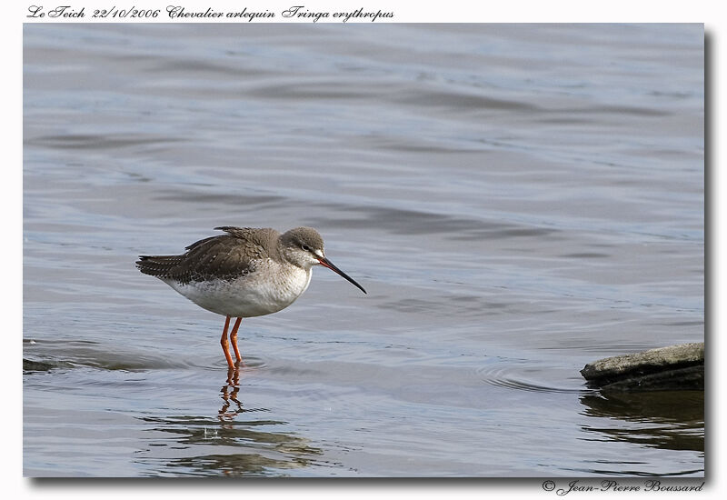 Spotted Redshank