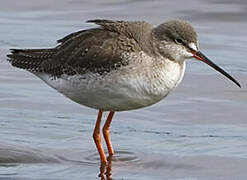 Spotted Redshank