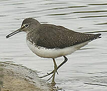 Green Sandpiper