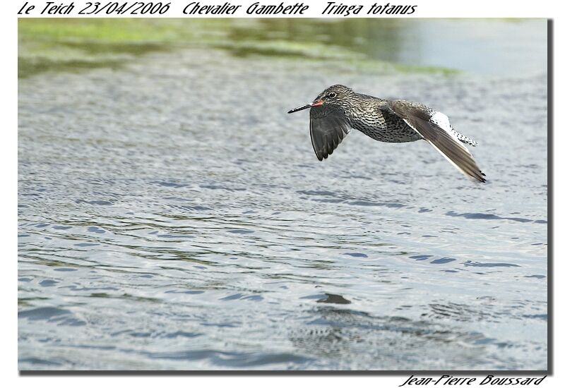 Common Redshankadult breeding