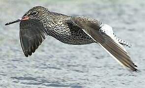 Common Redshank