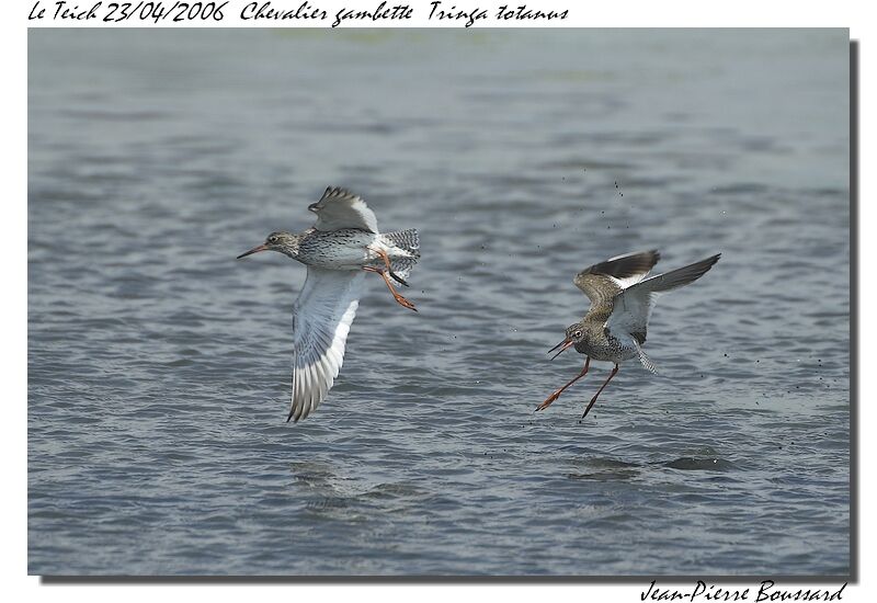 Common Redshank