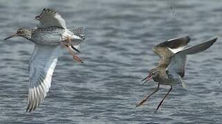 Common Redshank