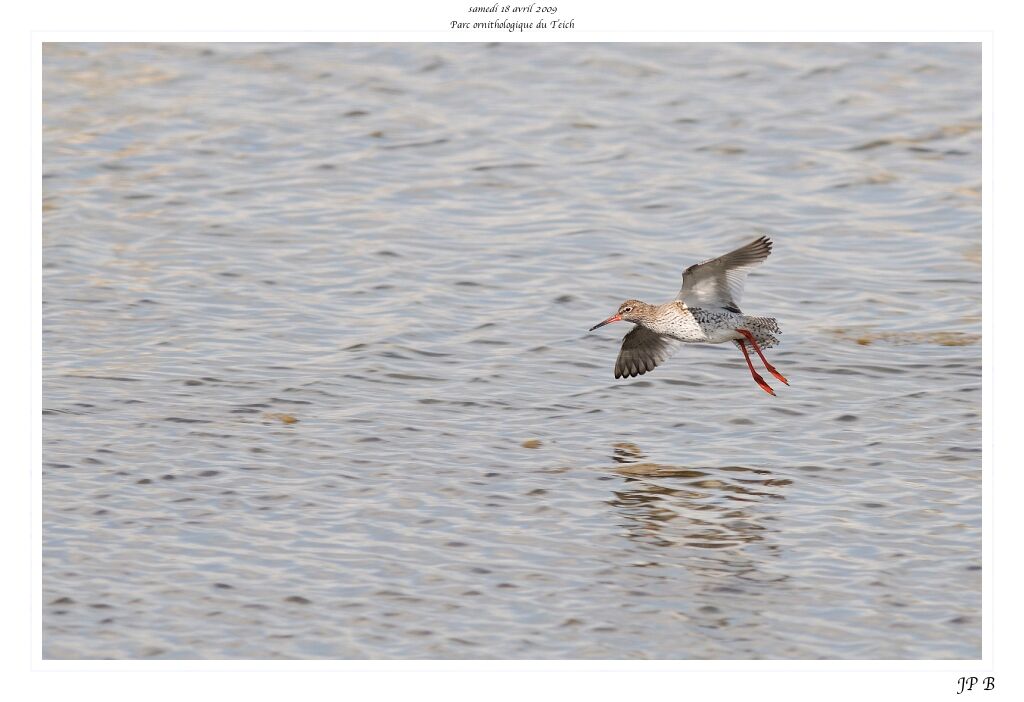 Common Redshank male adult breeding