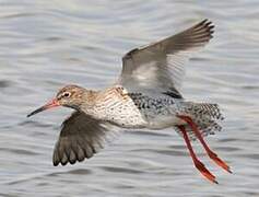 Common Redshank