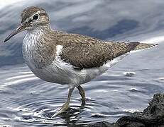 Common Sandpiper