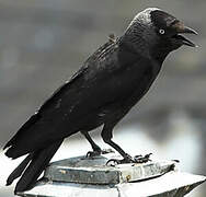 Western Jackdaw