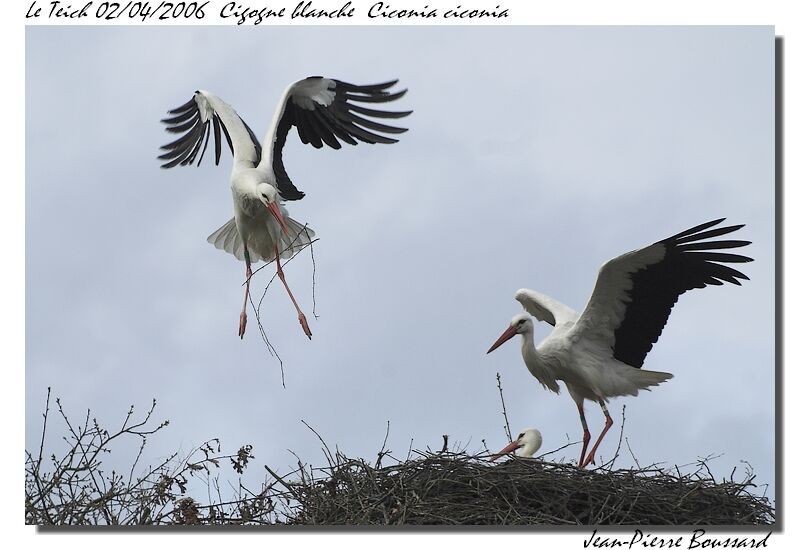 White Stork