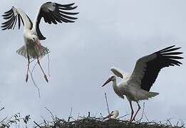 Cigogne blanche