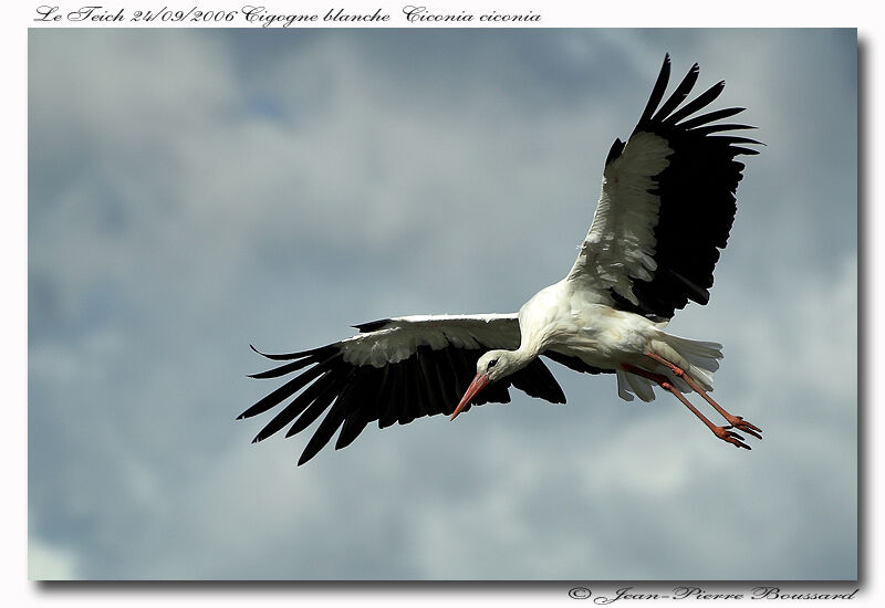 Cigogne blancheadulte