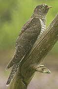 Common Cuckoo