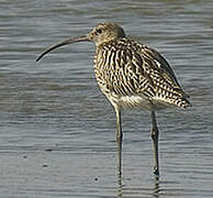 Eurasian Curlew