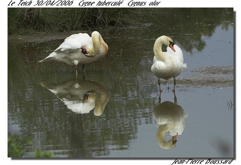 Mute Swan adult