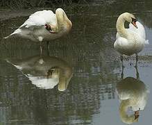 Mute Swan