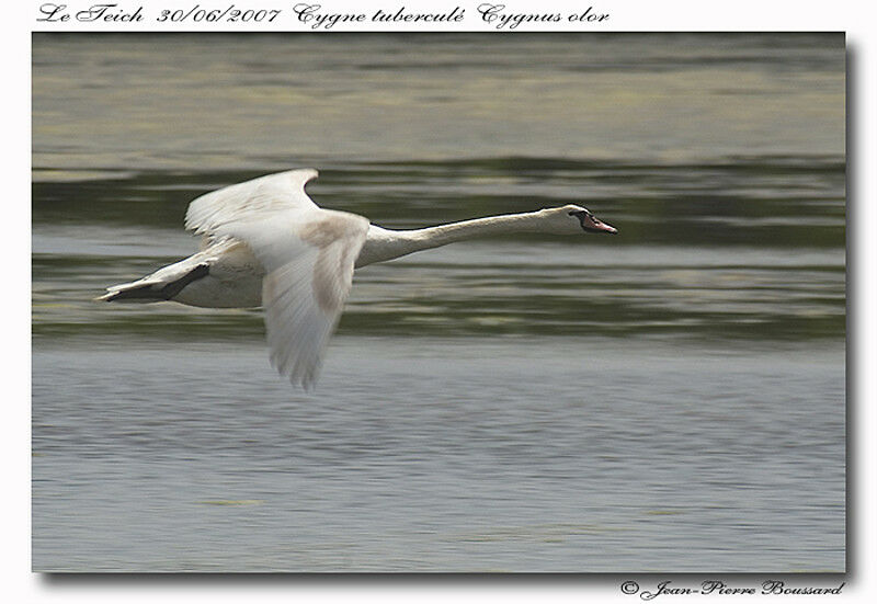 Cygne tuberculé1ère année