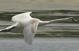 Cygne tuberculé