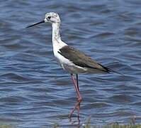 Black-winged Stilt