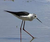 Black-winged Stilt