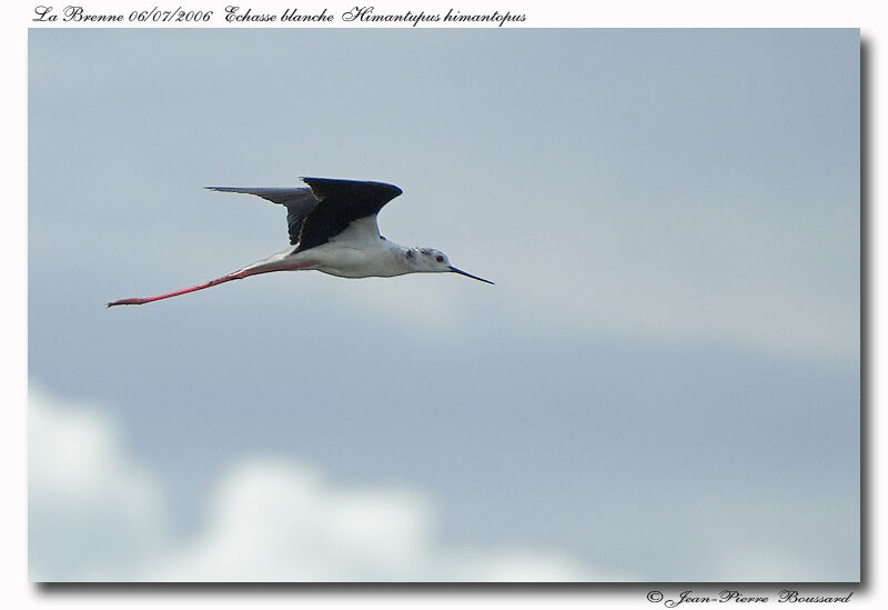 Black-winged Stiltjuvenile