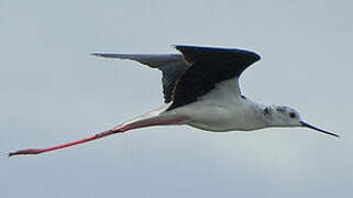 Black-winged Stilt