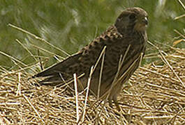 Common Kestrel