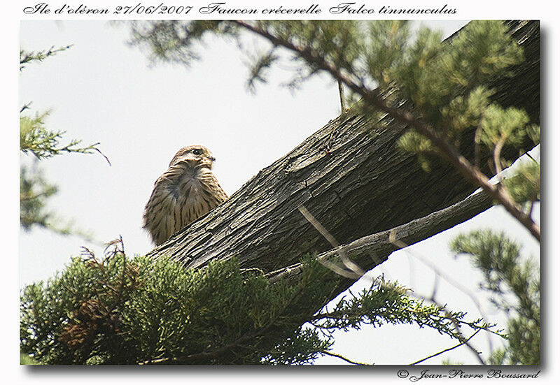 Common Kestreljuvenile