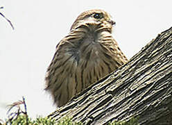 Common Kestrel