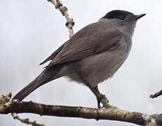 Eurasian Blackcap