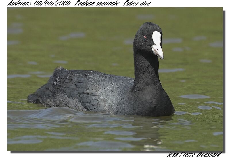 Eurasian Coot