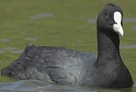 Eurasian Coot