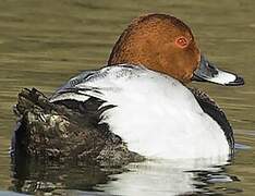 Common Pochard