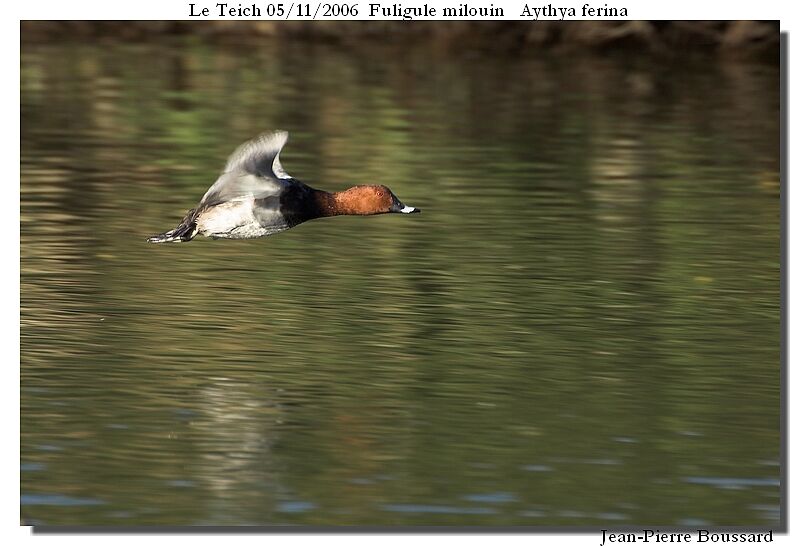 Common Pochard male adult