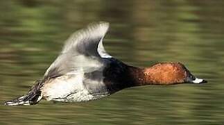 Common Pochard