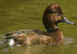 Ferruginous Duck