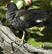 Common Moorhen