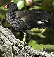 Gallinule poule-d'eau