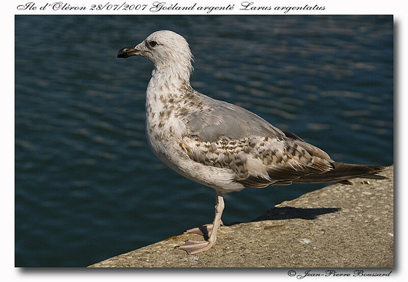 European Herring GullSecond year