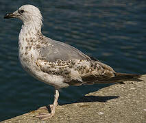 European Herring Gull