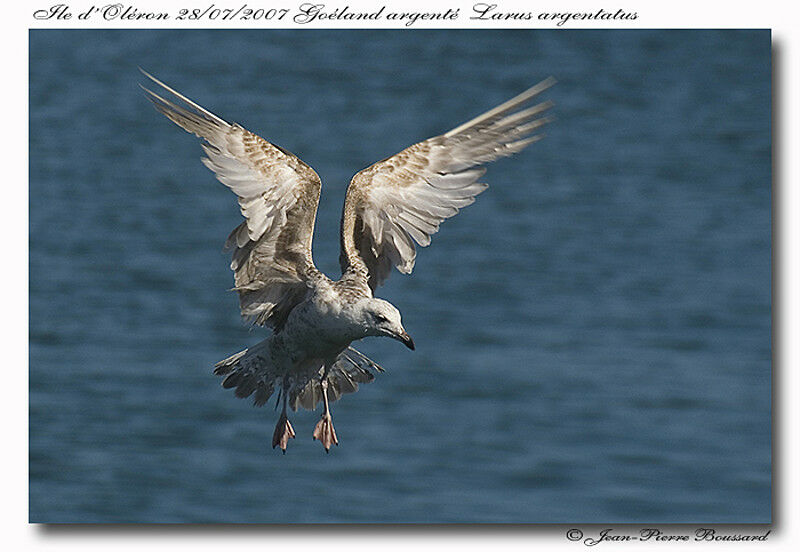 European Herring Gulljuvenile