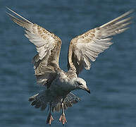 European Herring Gull